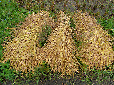 Ripe rice